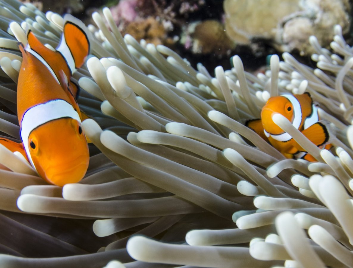Clownfish and Anemones: Do They Really Need Each Other?