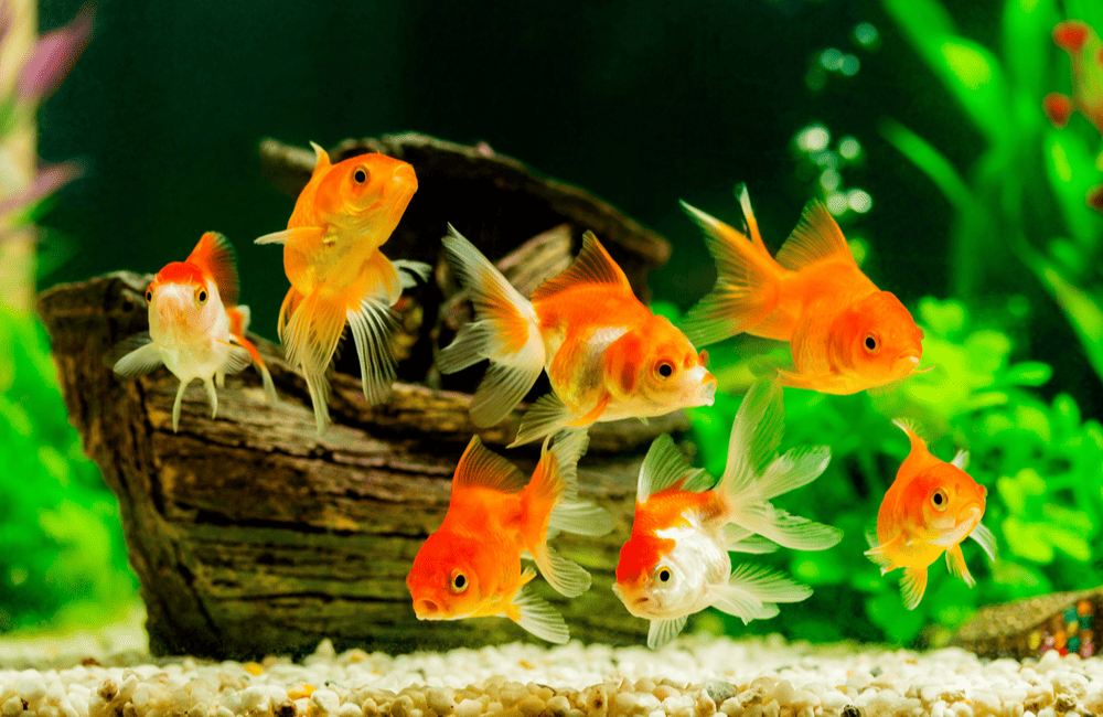 How Long Do Fish Live? Lifespan Guide by Species