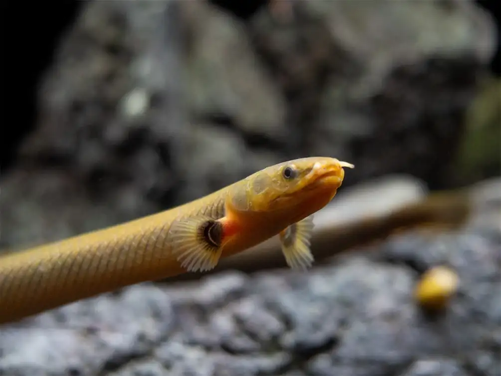 Rope Fish Care: The Snake of the Aquarium