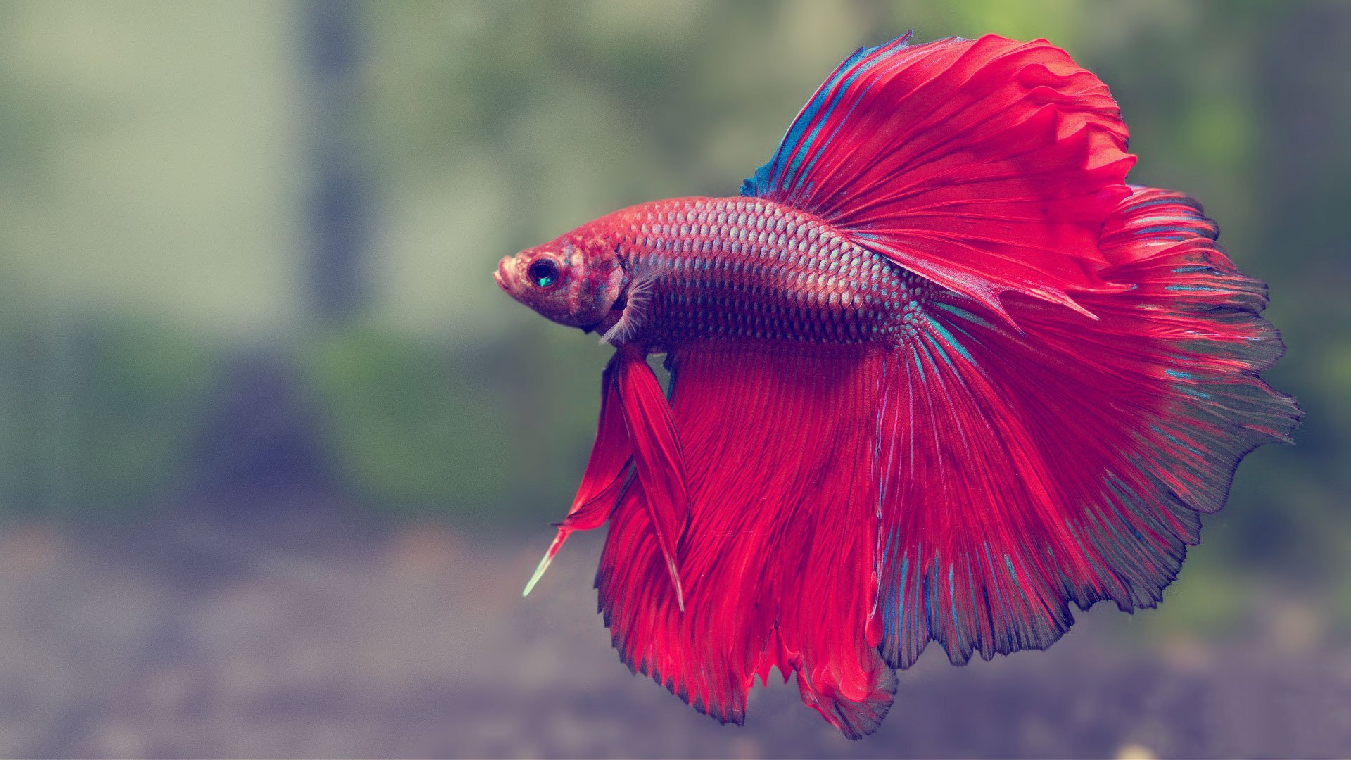 Betta Fish Care Guide: Everything You Need to Know - InfoFishies