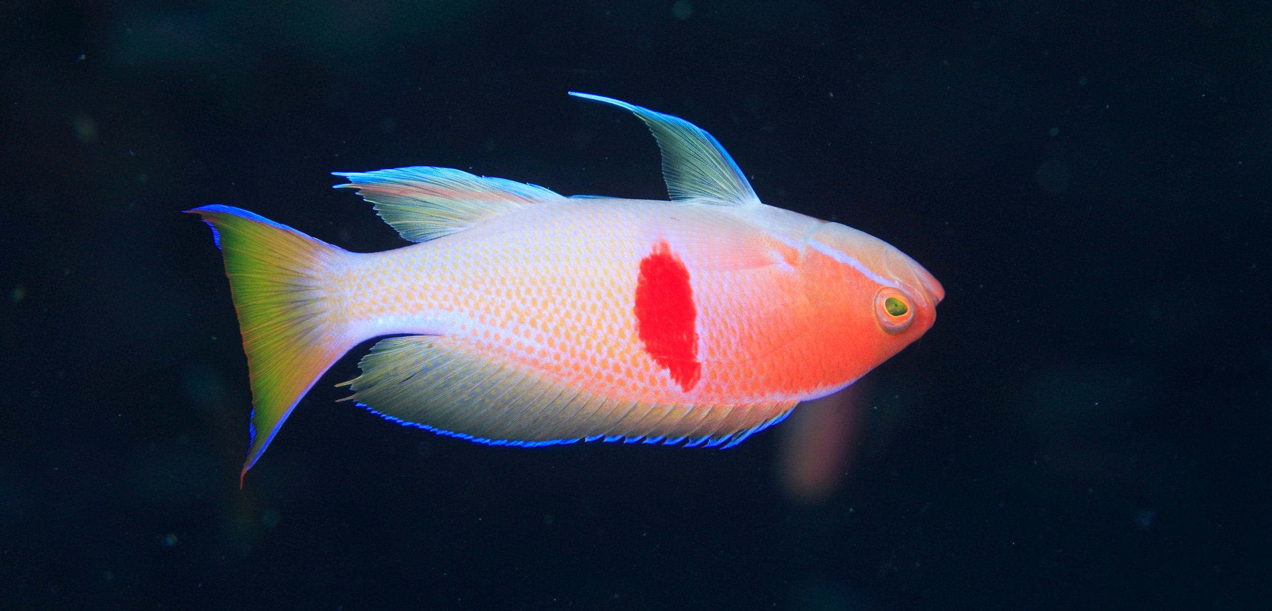 Why Is My Fish Swimming Upside Down? - InfoFishies