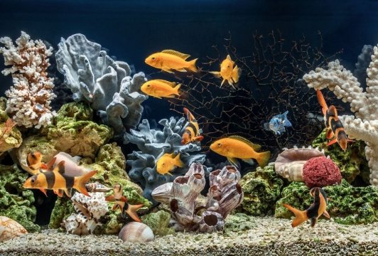 50 Funny Fish Names That Are Actually Good