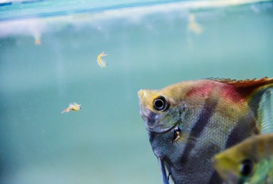 The Best Live Foods for Aquarium Fish
