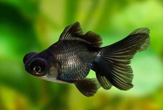 Black Moor Goldfish: Care, Tank Setup, and Common Problems