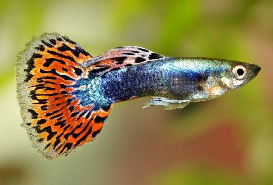 Guppy Fish: Care, Breeding, and Tank Mates