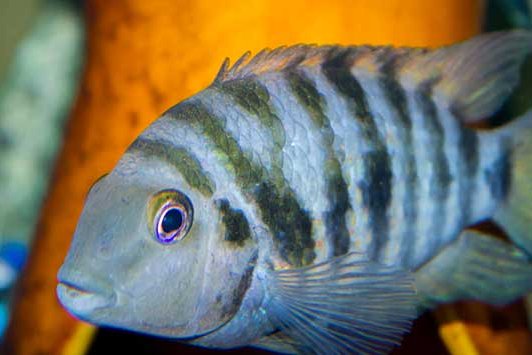 How to Breed Cichlids: A Beginner's Introduction