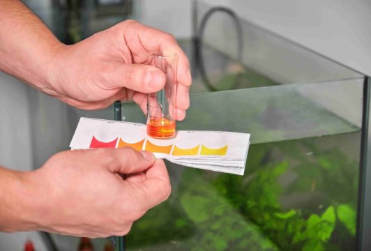 How to Lower Nitrates in Your Aquarium