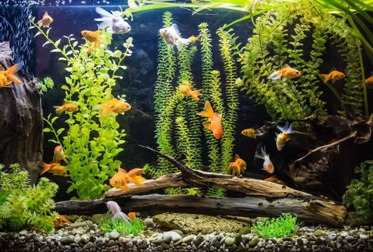 How to Set Up Your First Freshwater Aquarium