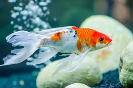 Koi Fish Care Guide: Pond Setup, Feeding, and Health