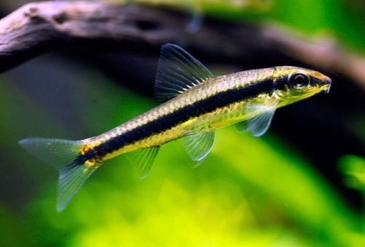 Siamese Algae Eater vs. Flying Fox: What Is the Difference?