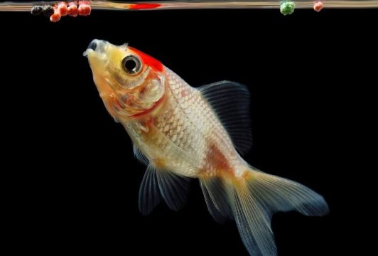 What Do Goldfish Eat? A Complete Feeding Guide