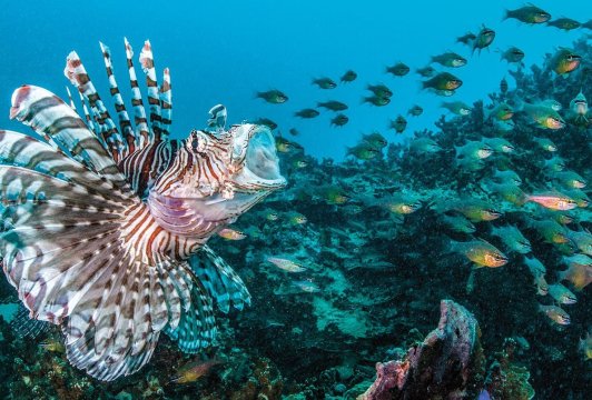 What Do Tropical Fish Eat in the Wild?